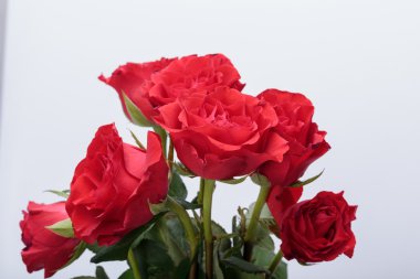 Beyaz arka planda güzel kırmızı güller