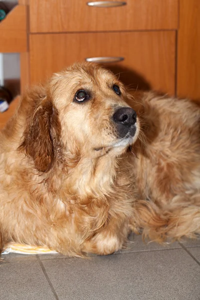 Den golden retrieveren efter badet — Stockfoto