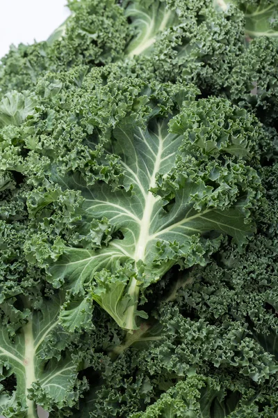 A healthy fresh curly kale — Stock Photo, Image