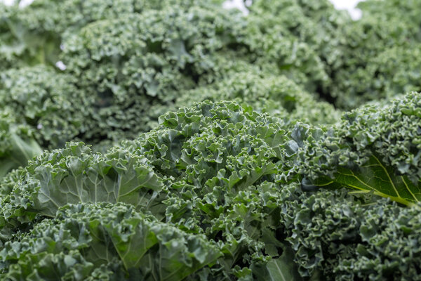 A healthy fresh curly kale