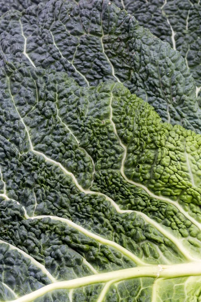 Fresh savoy cabbage leaf as a texture — Stock Photo, Image