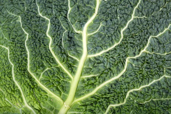 Fresh savoy cabbage leaf as a texture — Stock Photo, Image