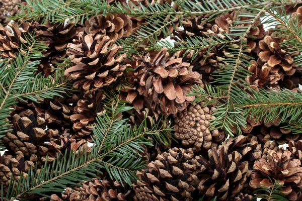 Background  of dried natural pine cones — Stock Photo, Image