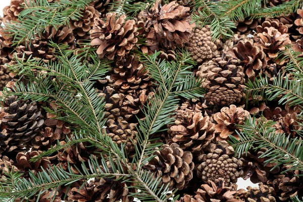 Bakgrund av torkade naturliga kottar — Stockfoto