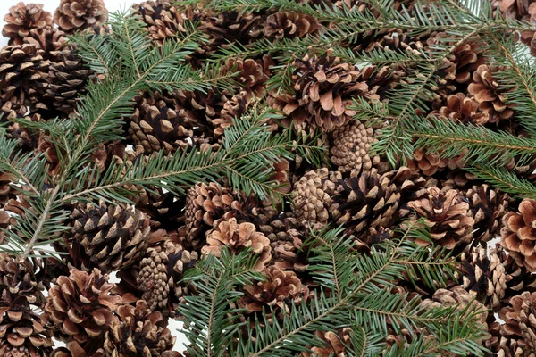 Bakgrund av torkade naturliga kottar — Stockfoto