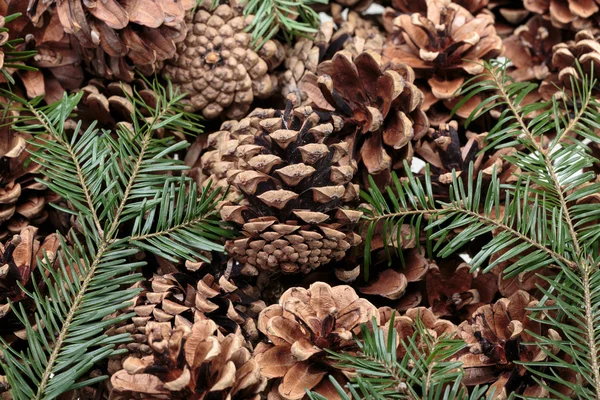 Background  of dried natural pine cones — Stock Photo, Image