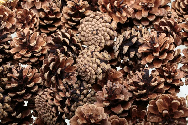 Background  of dried natural pine cones. — Stock Photo, Image