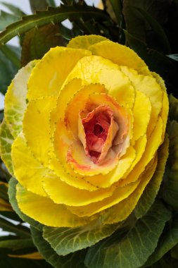 Sarı, turuncu ve yeşil ile süs kale (Brassica oleracea bırakır)