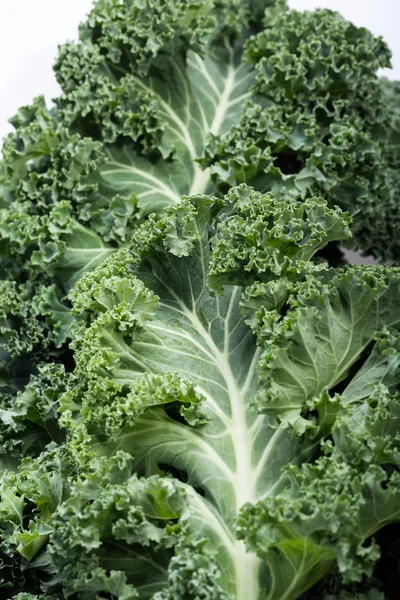 Een gezonde verse krullende boerenkool — Stockfoto