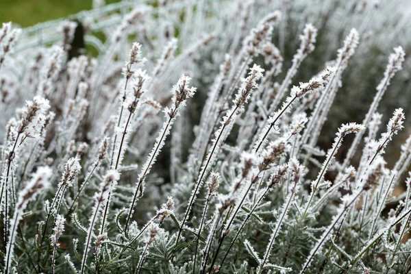 The winter impression - the hoary lavender in the garden — Stock Photo, Image