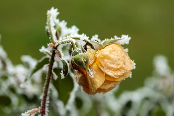 The winter impression - the hoary yellow rose in the garden — Stock Photo, Image