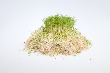 taze Yonca filizi ve tere beyaz zemin üzerine