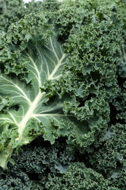 Sağlıklı taze kıvırcık lahana