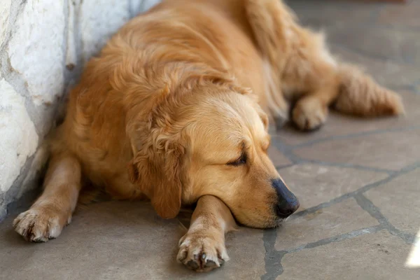 The golden retriever setelah mandi — Stok Foto