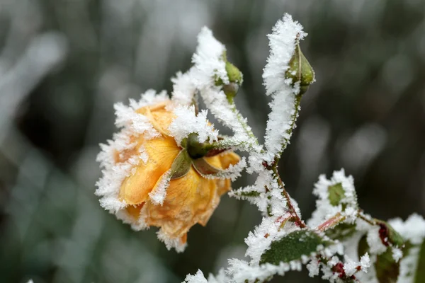 The winter impression - the hoary yellow rose in the garden — Stock Photo, Image