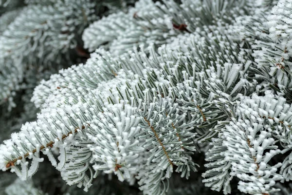 The winter impression into the frosty day — Stock Photo, Image