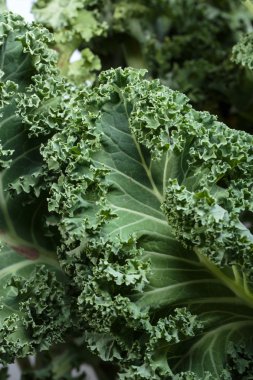 Sağlıklı taze kıvırcık lahana