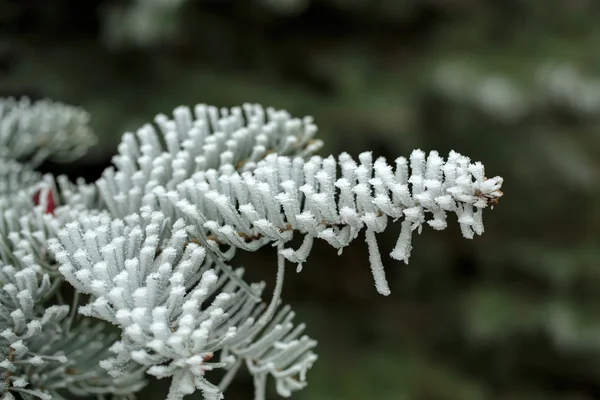 The winter impression into the frosty day — Stock Photo, Image