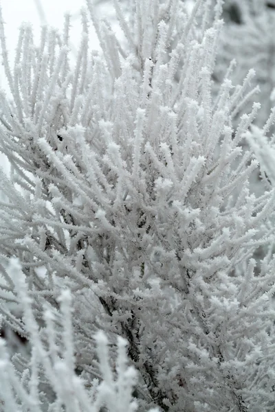 A impressão de inverno no dia gelado — Fotografia de Stock