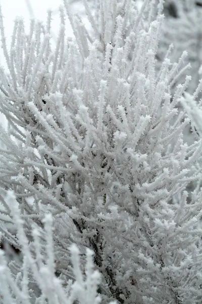 The winter impression into the frosty day — Stock Photo, Image