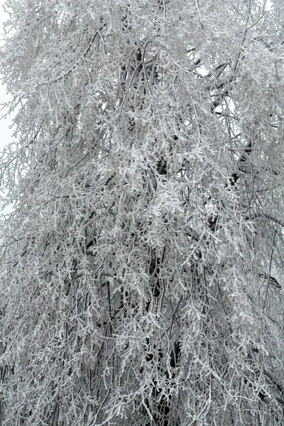 Intryck av vintern in i frostiga dagar — Stockfoto