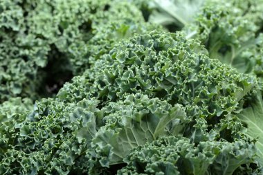 Sağlıklı taze kıvırcık lahana