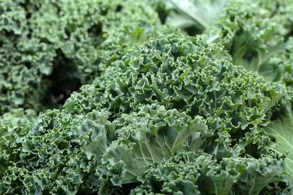 Sağlıklı taze kıvırcık lahana