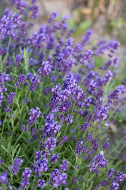 İri ve gür bahçeler,