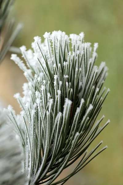 The winter impression into the frosty day — Stock Photo, Image