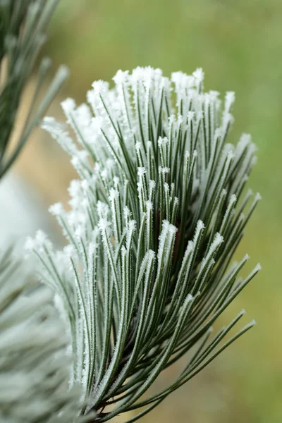 The winter impression into the frosty day — Stock Photo, Image