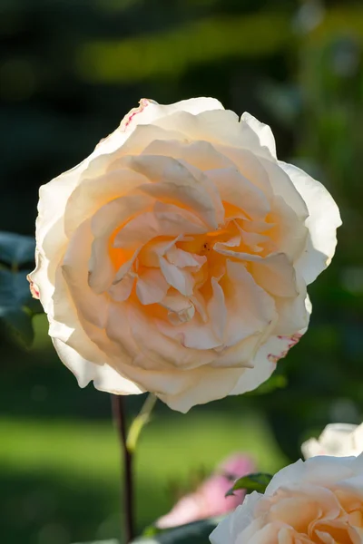 Rosa amarilla en la rama en el jardín — Foto de Stock