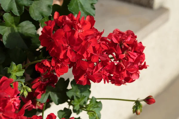 Beautiful red geranium flowers in garden — Stock Photo, Image