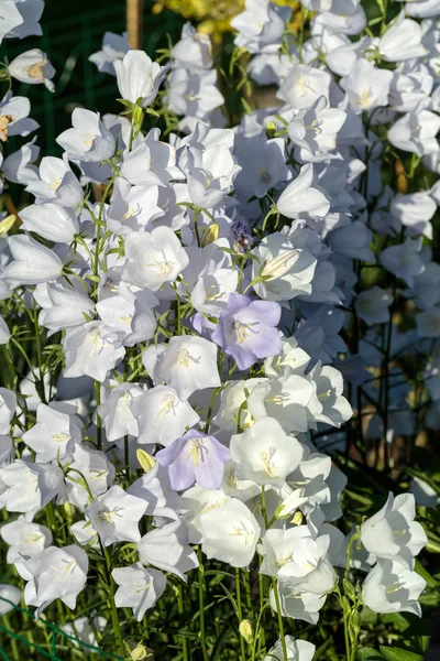 Campanula or canterbury bells flowers — Stock Photo, Image