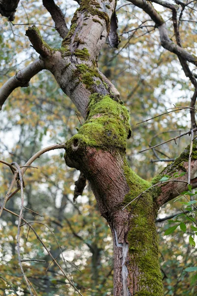 Der Baumstamm mit dem Moos bedeckt — Stockfoto