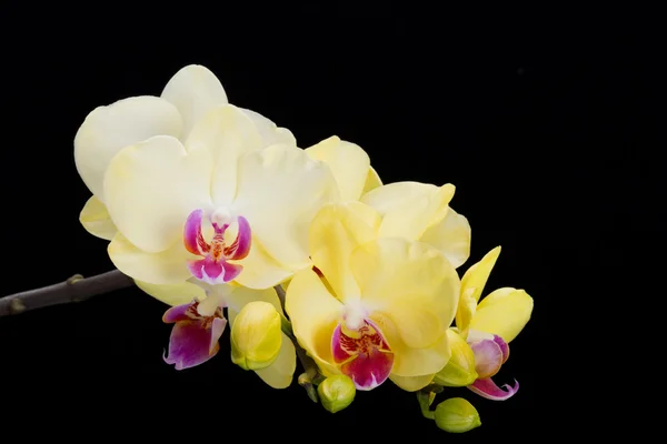 Yellow orchid isolated on black  background — Stock Photo, Image