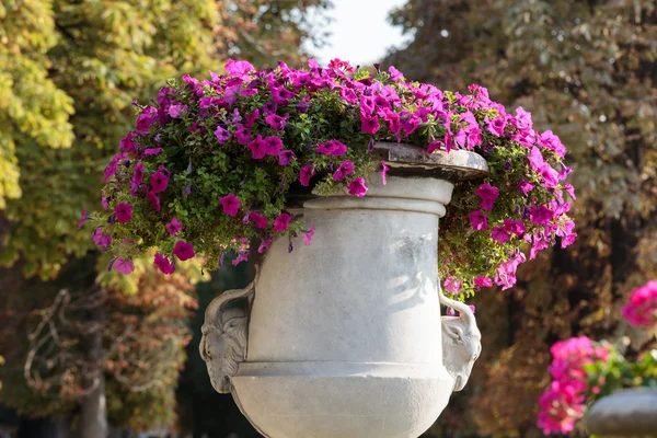 Blomsterrabatt full av blommor i Luxembourg-trädgården, Paris, Frankrike — Stockfoto