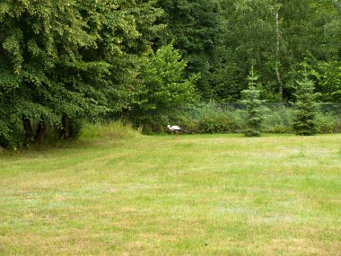 Çayırda yiyecek arayan leylek.