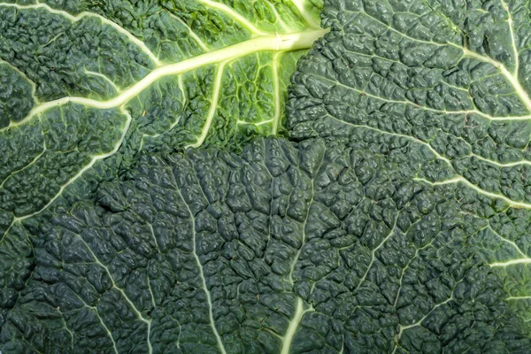 Fresh savoy cabbage leaf as a texture — Stock Photo, Image