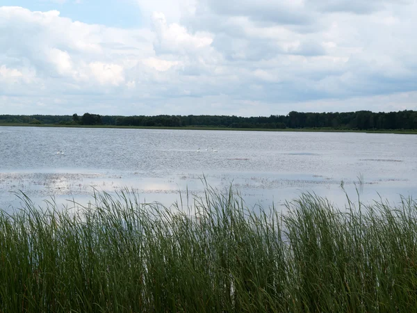 Schönheitslandschaft mit See im Sommer — Stockfoto