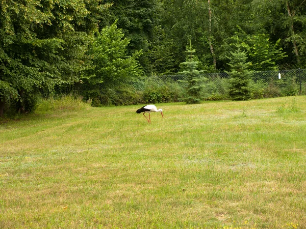 초원에서 음식을 찾는 황새. — 스톡 사진