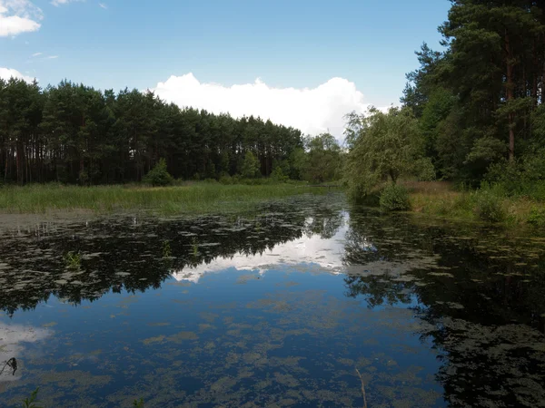 Vackra landskap med sjö i sommardag — Stockfoto