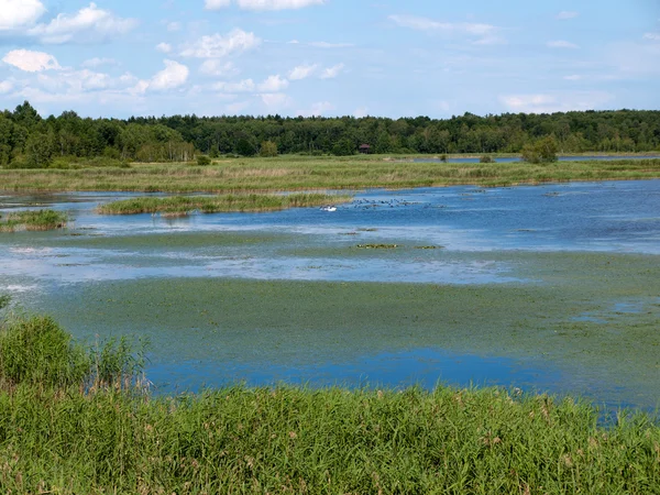 Beauty landscape with lake in summer day — Stock Photo, Image