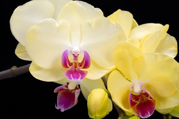 Yellow orchid isolated on black  background — Stock Photo, Image