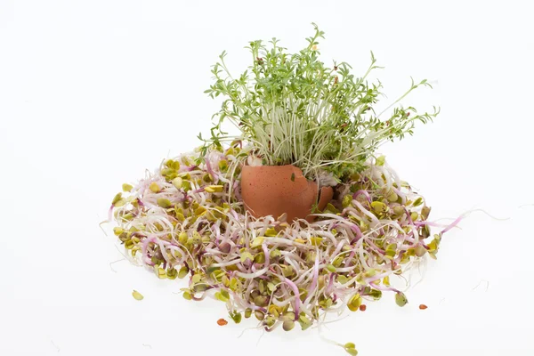 Brotes de alfalfa fresca y huevo de Pascua de primavera — Foto de Stock