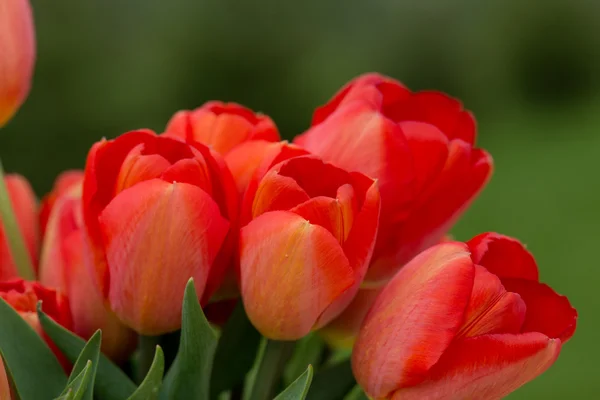 Tulipanes rojos en el jardín — Foto de Stock