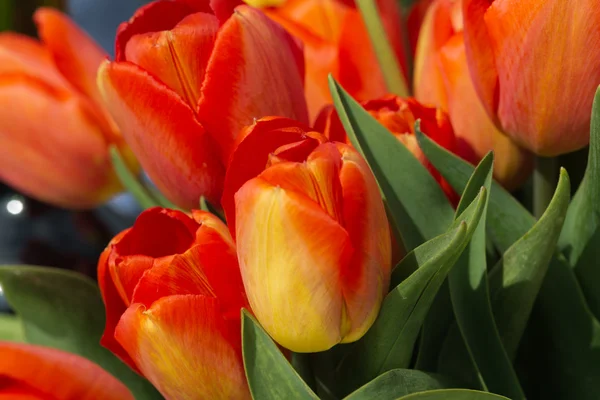 Rote Tulpen im Garten — Stockfoto