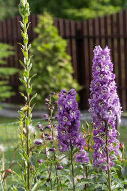 Mor delphinium Çiçek Bahçe