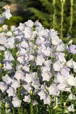 Çan çiçeği veya canterbury çan çiçekleri