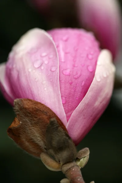 Άνθηση της δέντρα magnolia κατά τη διάρκεια της άνοιξη. — Φωτογραφία Αρχείου