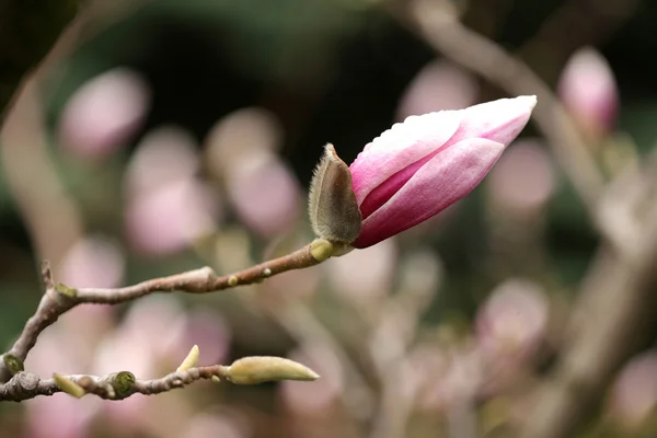 Άνθηση της δέντρα magnolia κατά τη διάρκεια της άνοιξη. — Φωτογραφία Αρχείου